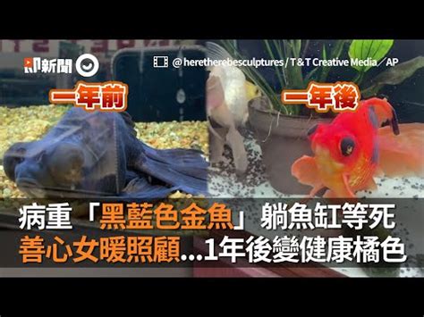 墓地風水老師推薦 黑牡丹金魚